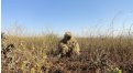 Маскировочный халат Taganrog Друид – купить по цене 3500 руб. в интернет-магазине в городе Самара картинка 17